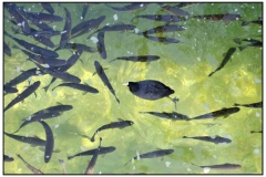 forel