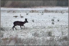 sneeuw